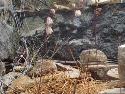 Drimia convallarioides